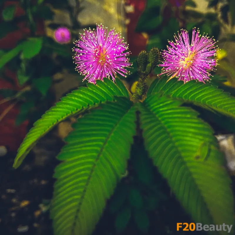 Cây hoa trinh nữ bonsai đang ra hoa sau khi áp dụng cách trồng cây hoa trinh nữ đúng kỹ thuật