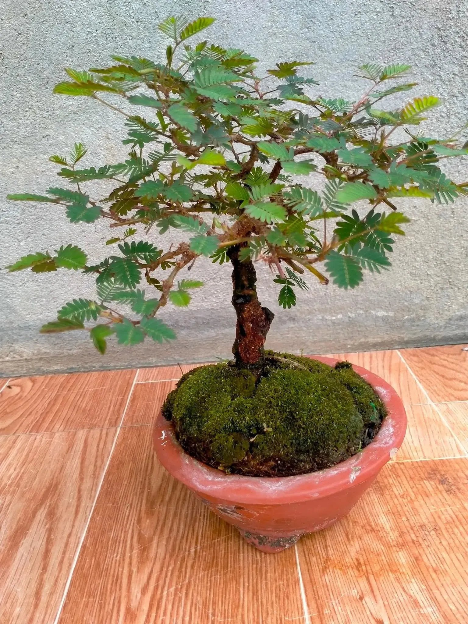 Cây hoa trinh nữ bonsai mọc tự nhiên trên vùng núi, thể hiện sức sống bền bỉ