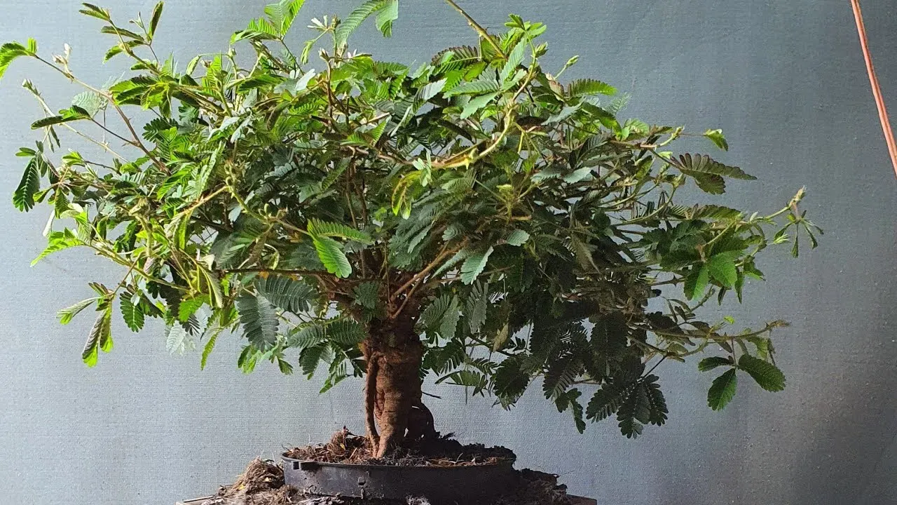 Cây hoa trinh nữ bonsai nhỏ đặt trong nhà, mang lại cảm giác bình yên, thư thái
