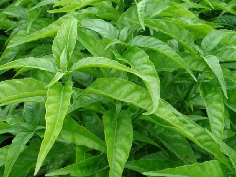 Cây Hoàn Ngọc Xanh lá hình bầu dục