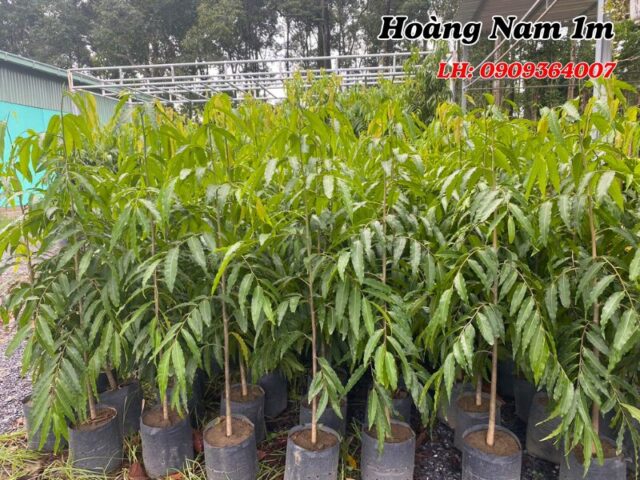 CÁCH TRỒNG CÂY HOÀNG NAM Chi Tiết Nhất & Hướng Dẫn Chăm Sóc Chuyên Sâu