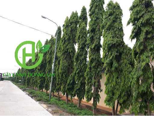 CÁCH TRỒNG CÂY HOÀNG NAM Chi Tiết Nhất & Hướng Dẫn Chăm Sóc Chuyên Sâu