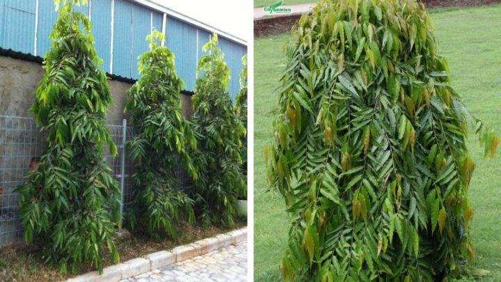 Có Nên Trồng Cây Hoàng Nam Trước Nhà: Phân Tích Chuyên Sâu Từ Đặc Điểm Đến Phong Thủy