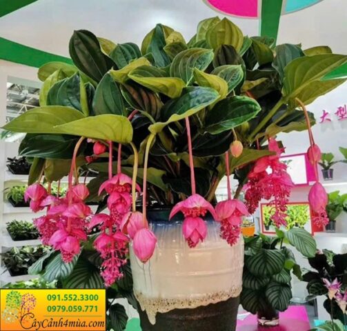 Cách Chăm Sóc Cây Hòn Ngọc Viễn Đông Giúp Cây Ra Hoa Bền Đẹp