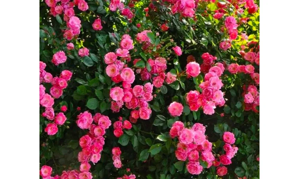 Cây hồng leo Minh Châu nổi tiếng với đặc điểm cực kỳ sai hoa