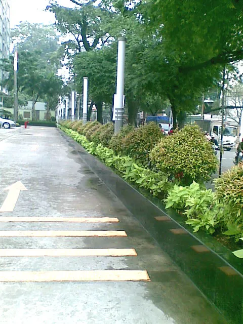 Cây Hồng Lộc với chồi non màu đỏ nổi bật, thường được cắt tỉa tạo hình gọn gàng