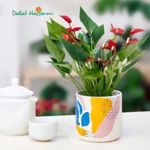 Cây Hồng Môn không chỉ đẹp mà còn giúp thanh lọc không khí trong không gian sống