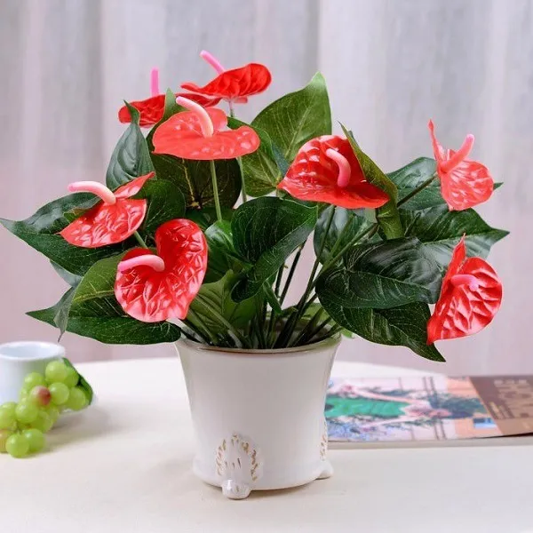 Cây hồng môn, một trong số 9 loại cây nên cân nhắc trồng trong nhà nếu gia đình có trẻ nhỏ và thú cưng