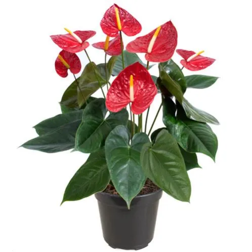 Cây Hồng Môn thân và lá xanh, hoa đỏ rực rỡ, phù hợp để bàn làm việc hoặc trang trí phòng khách