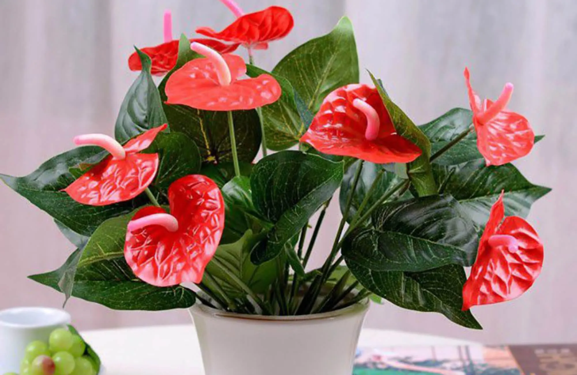 Cây Hồng Môn trong nhà hợp mệnh Hỏa