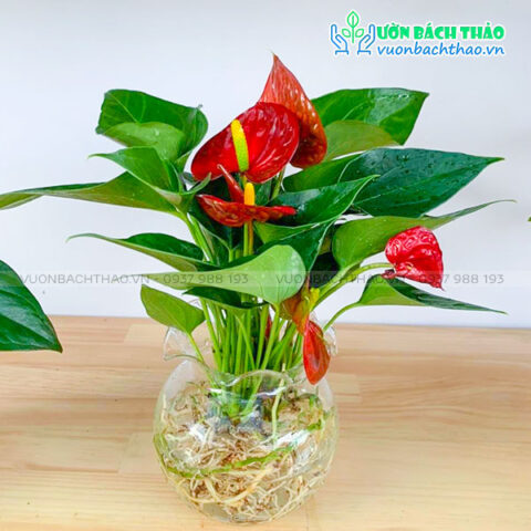 Cách Chăm Cây Hồng Môn Trồng Trong Nước: Hướng Dẫn Chi Tiết Để Cây Ra Hoa Bền Bỉ