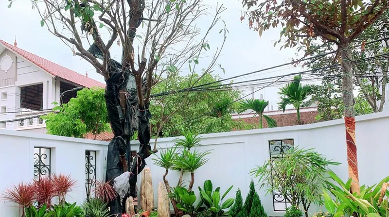 Cây Hồng Môn với hoa đỏ rực mang lại sự tươi mới và năng lượng tích cực cho không gian sống trước nhà