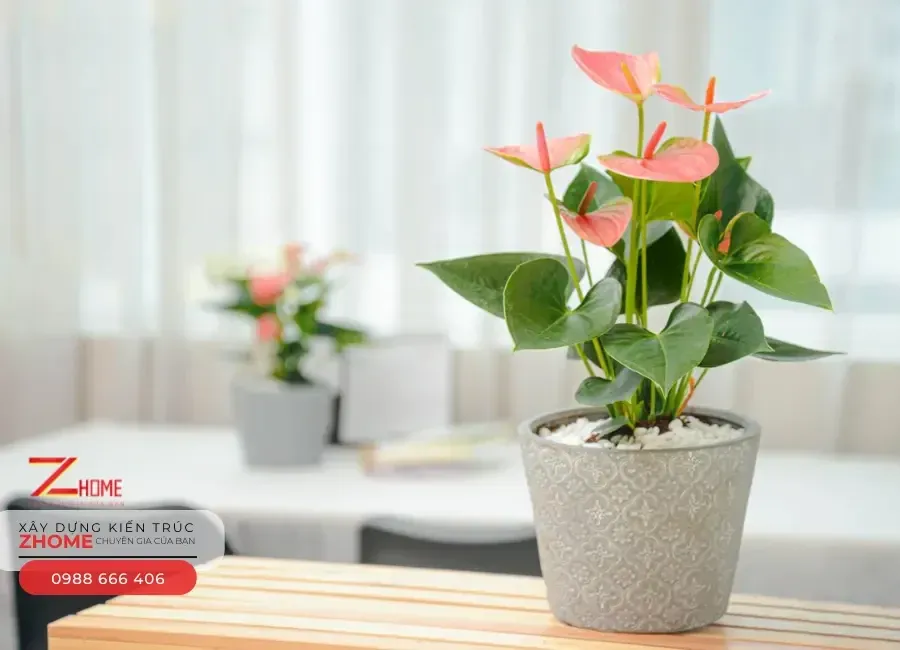 Cây Hồng Môn với hoa hình trái tim đỏ rực, mang ý nghĩa hạnh phúc và tình duyên