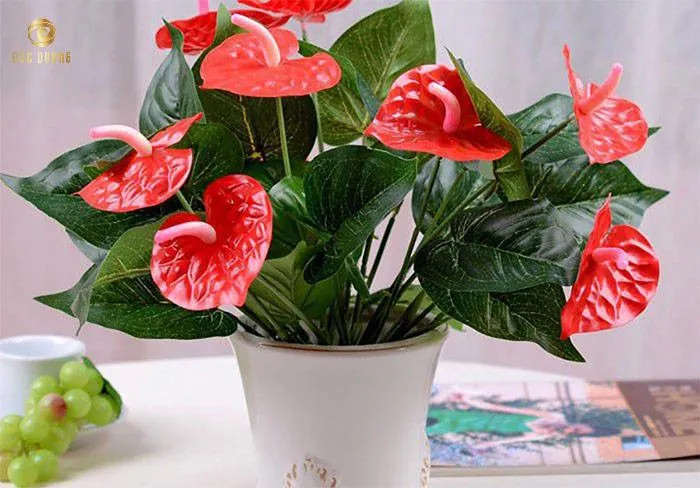 Cây Hồng Môn với hoa màu đỏ rực rỡ, tượng trưng cho tình yêu và sự phồn thịnh