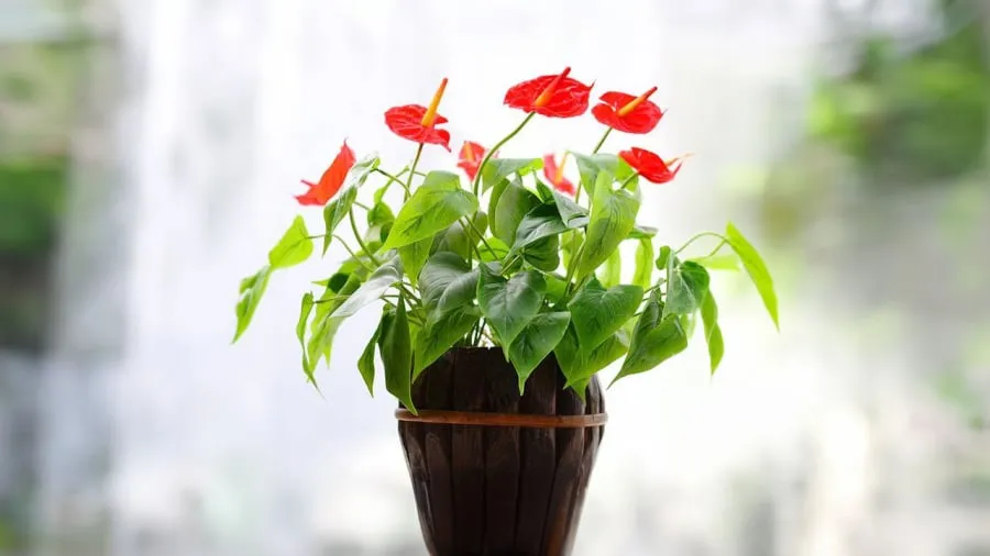 Cây Hồng Môn với hoa màu đỏ, thuộc hành Hỏa tương sinh mạnh mẽ cho mệnh Thổ