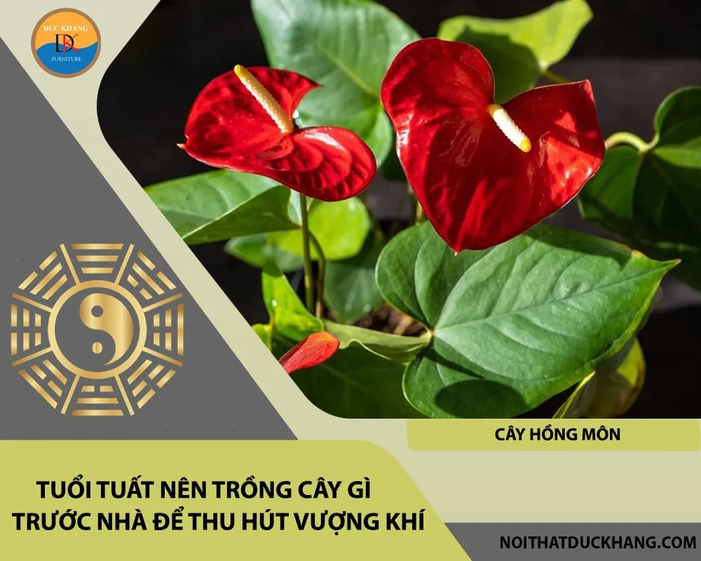 Cây hồng môn với sắc đỏ rực rỡ, câu trả lời hoàn hảo cho người tuổi Tuất mệnh Hỏa nên trồng cây gì.