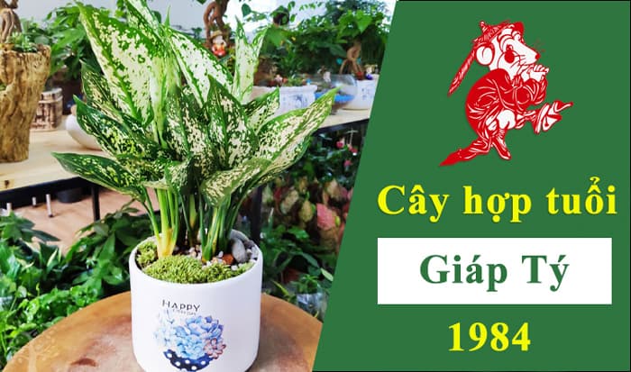 Tuổi Giáp Tý Nên Trồng Cây Gì Trước Nhà Chuẩn Phong Thủy 1984
