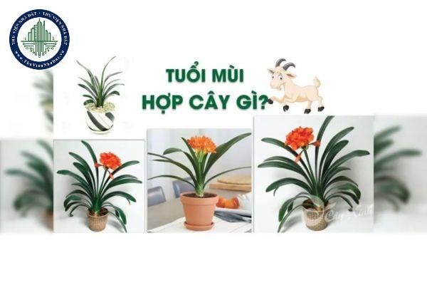 Tuổi Mùi Nên Trồng Cây Gì Trong Nhà Để Thu Hút Tài Lộc Toàn Diện