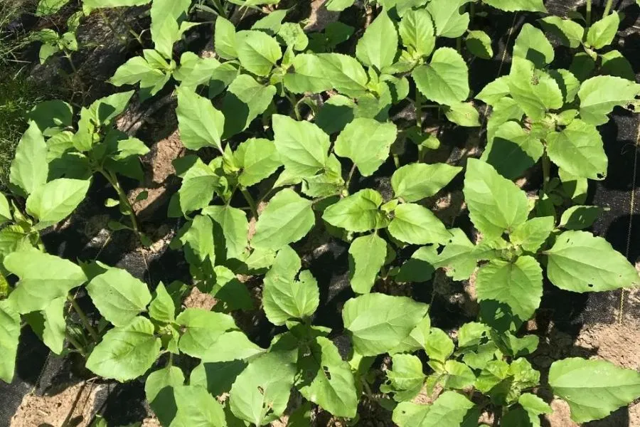 Cây hướng dương con khỏe mạnh sau 20 ngày phát triển, cần ánh nắng đầy đủ và chế độ nước hợp lý