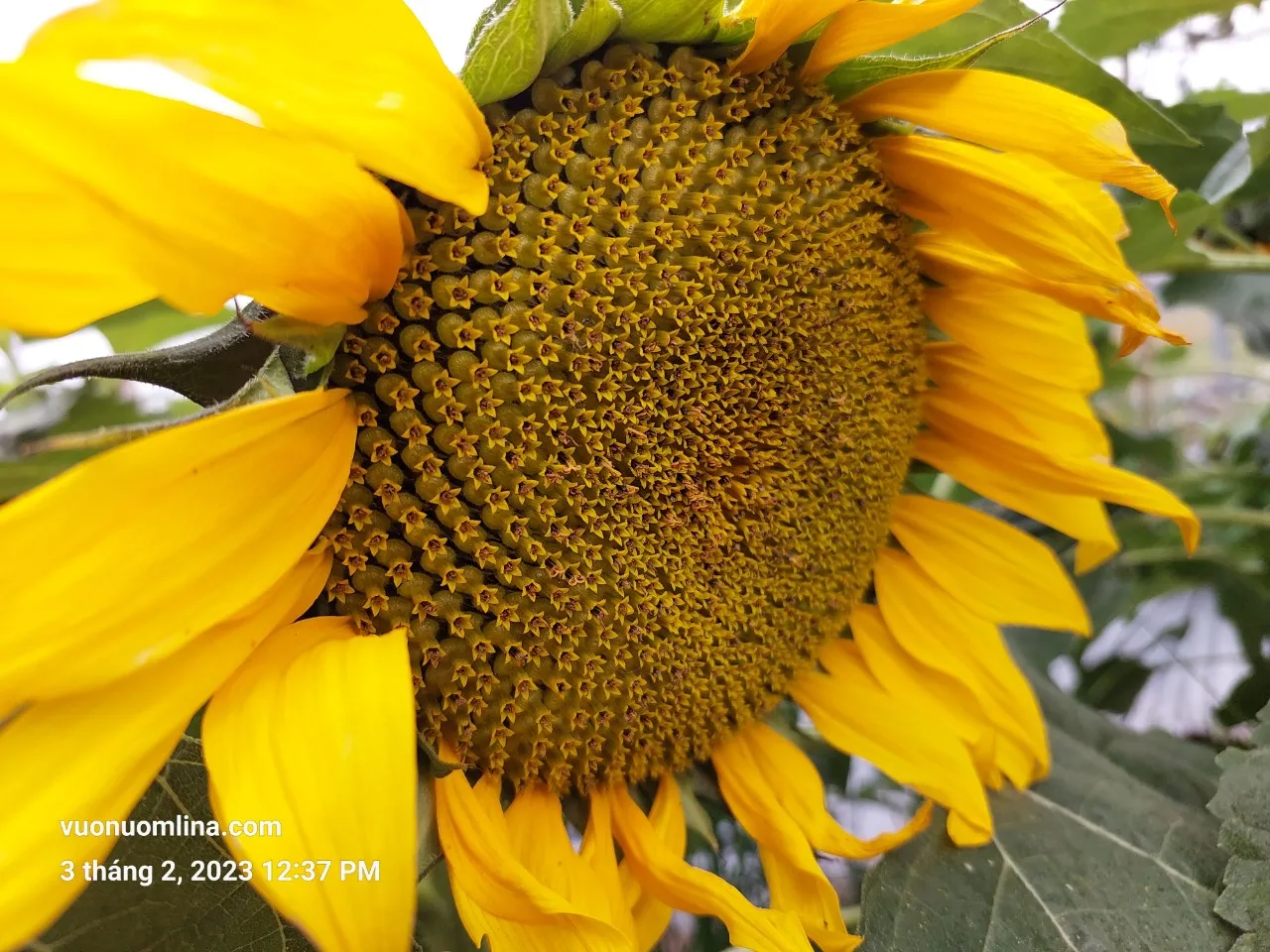 Cây hướng dương trong giai đoạn ra hoa và hình thành hạt cần được chăm sóc dinh dưỡng và nước tối ưu