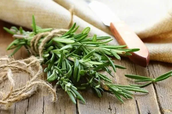 Cây Hương Thảo có rất nhiều công dụng khác nhau