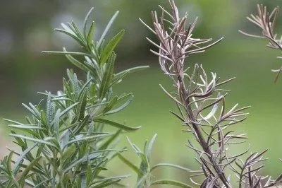 Cây hương thảo đang bị khô nhánh, lá chuyển màu nâu, đây là dấu hiệu của việc úng nước hoặc nhiệt độ quá cao