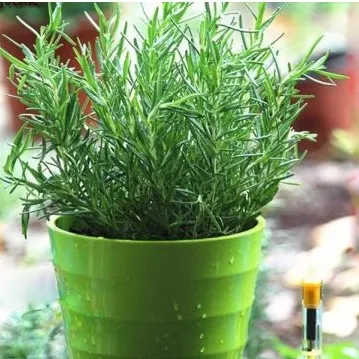 Cây Hương Thảo được chăm sóc cẩn thận trong một không gian nội thất xanh mát