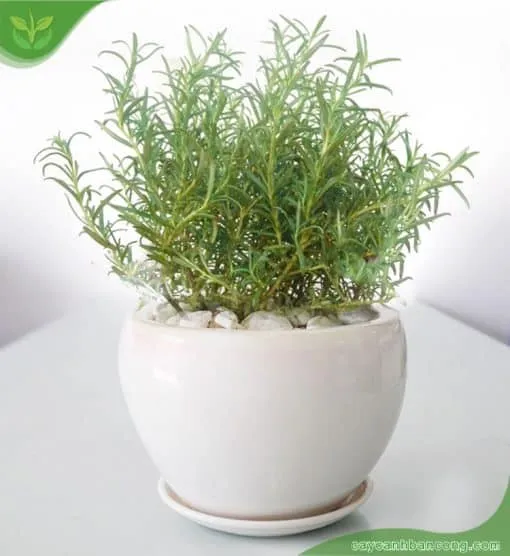 Cây hương thảo được chăm sóc tốt với những nhánh lá xanh tươi, sẵn sàng để thu hoạch làm gia vị hoặc tinh dầu