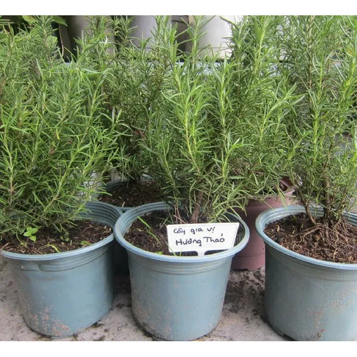 Cây hương thảo được trồng thành luống, tạo nên một khu vườn thảo mộc lớn, thể hiện sự phát triển khỏe mạnh khi có đủ ánh sáng và không gian