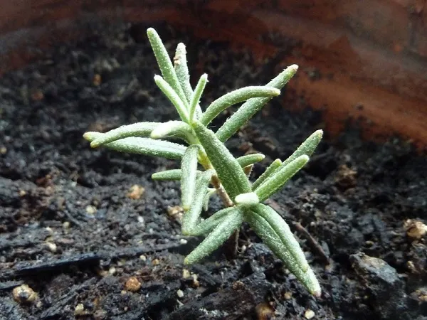 Cây Hương Thảo non đã lớn, sẵn sàng cho việc thay chậu sau khi áp dụng cách trồng cây hương thảo bằng hạt