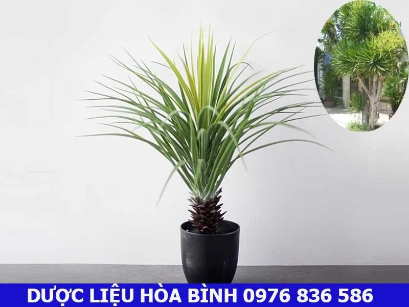 Cây huyết giác dáng cổ thụ được trồng trong chậu, tối ưu cho không gian nội thất