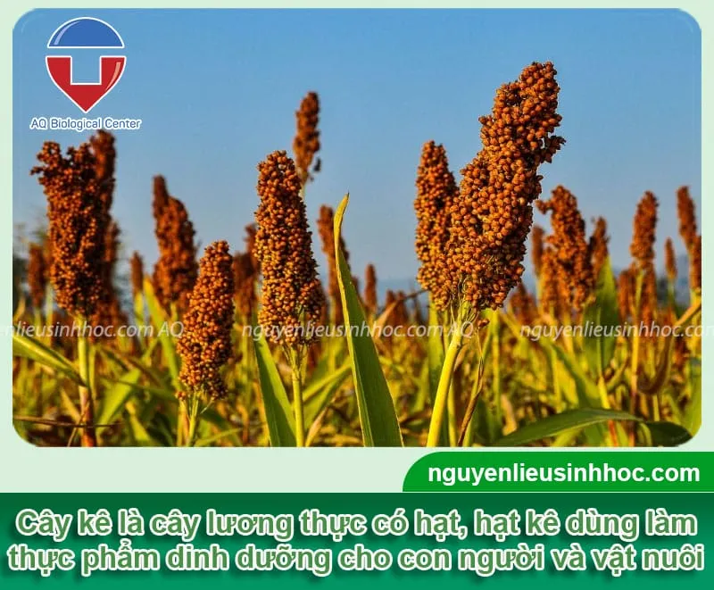 Cây kê sinh trưởng tốt ở nhiệt độ cao, vùng khô hạn, yêu cầu đất thoát nước tốt, không bạc màu