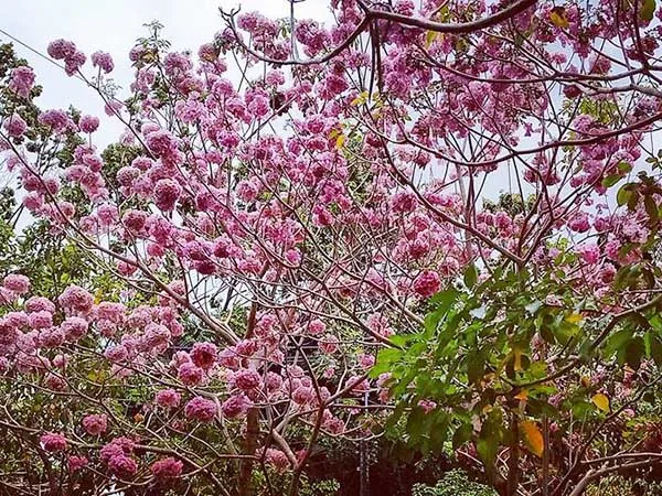 Cây kèn hồng cho hoa đẹp