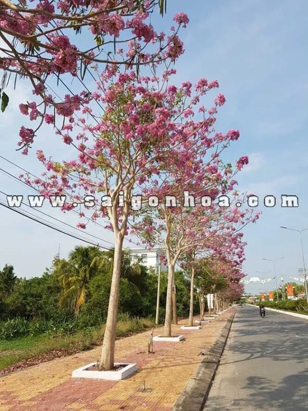 Cây kèn hồng trồng đường phố