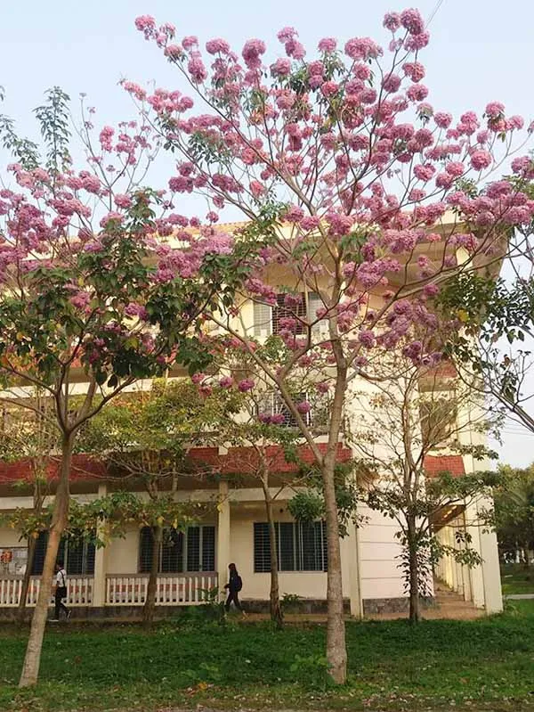 Cây kèn hồng trồng khuôn viên trường học