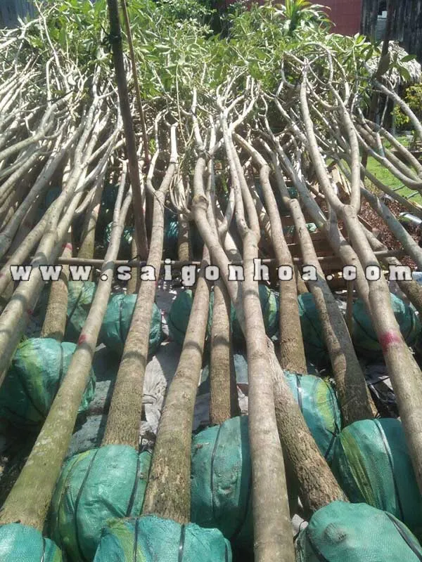 Cây kèn hồng vận chuyển cho khách hàng