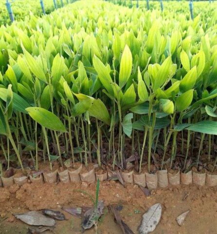 Khoảng Cách Trồng Cây Keo Lai Tối Ưu Cho Năng Suất Gỗ Cao