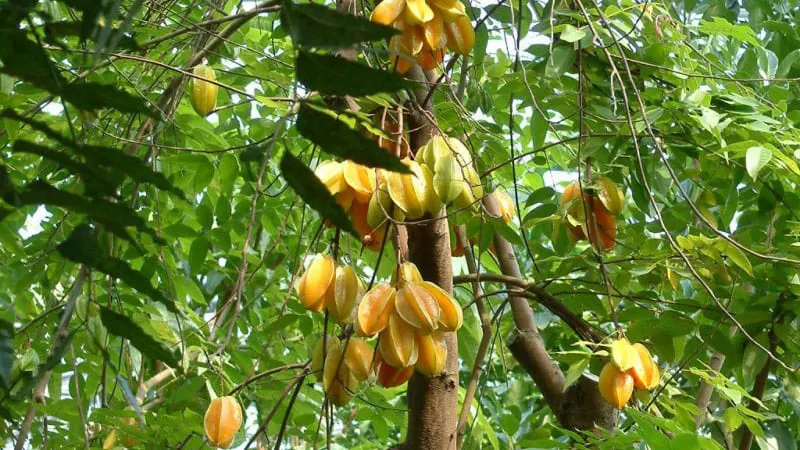 Cây khế cảnh bonsai biểu tượng cho sự may mắn, cần biết cách chăm sóc cây khế cảnh đúng kỹ thuật