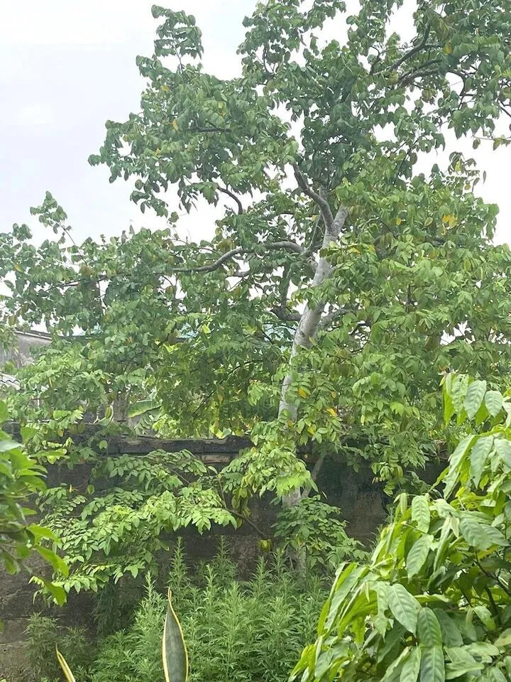 Cây khế cảnh bonsai được cắt tỉa tạo dáng nghệ thuật