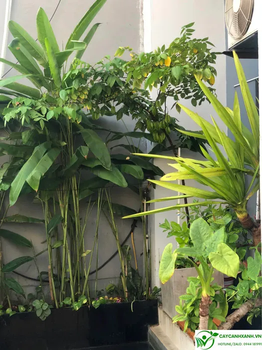 Cây khế chua bonsai trồng chậu cho nhiều quả