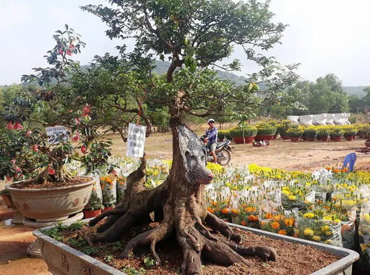 Cây khế cổ thụ được trồng trong chậu lớn, thể hiện nghệ thuật cây cảnh chuyên nghiệp