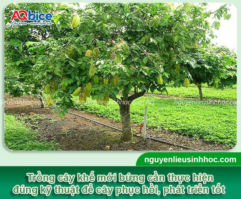 Cây khế mới trồng đang được chăm sóc cẩn thận dưới bóng râm để đảm bảo bộ rễ phục hồi nhanh