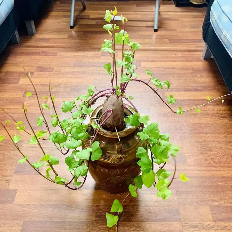 Cây khoai lang cảnh mini với dây leo và lá xanh non trên bàn làm việc
