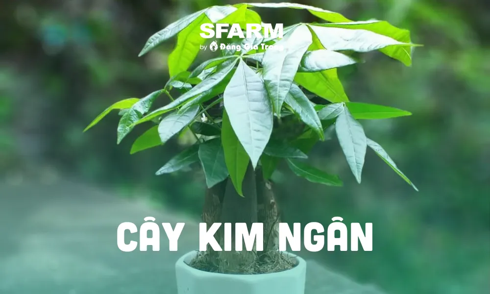 Cây Kim Ngân Bonsai Phong Thủy Hợp Mệnh Mộc Thu Hút Tài Lộc