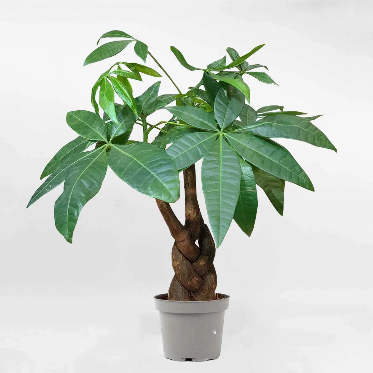 Cây Kim Ngân cho tuổi Tuất