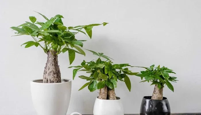 Cây kim ngân có dạng thân xoắn, sinh trưởng chủ yếu ở đầm lầy, ưa bóng râm