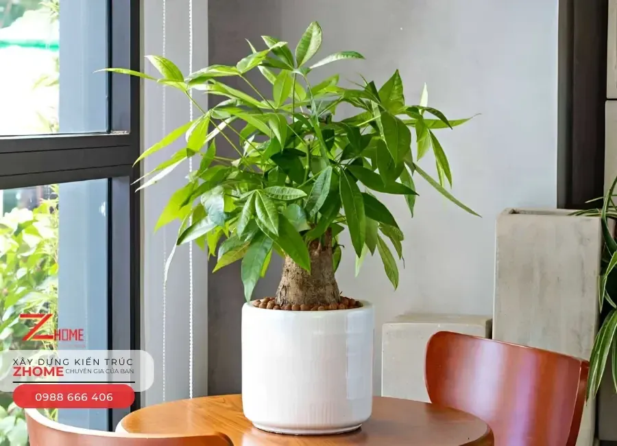 Cây Kim Ngân dáng xoắn bím, biểu tượng của sự gắn kết và giữ vững tài lộc