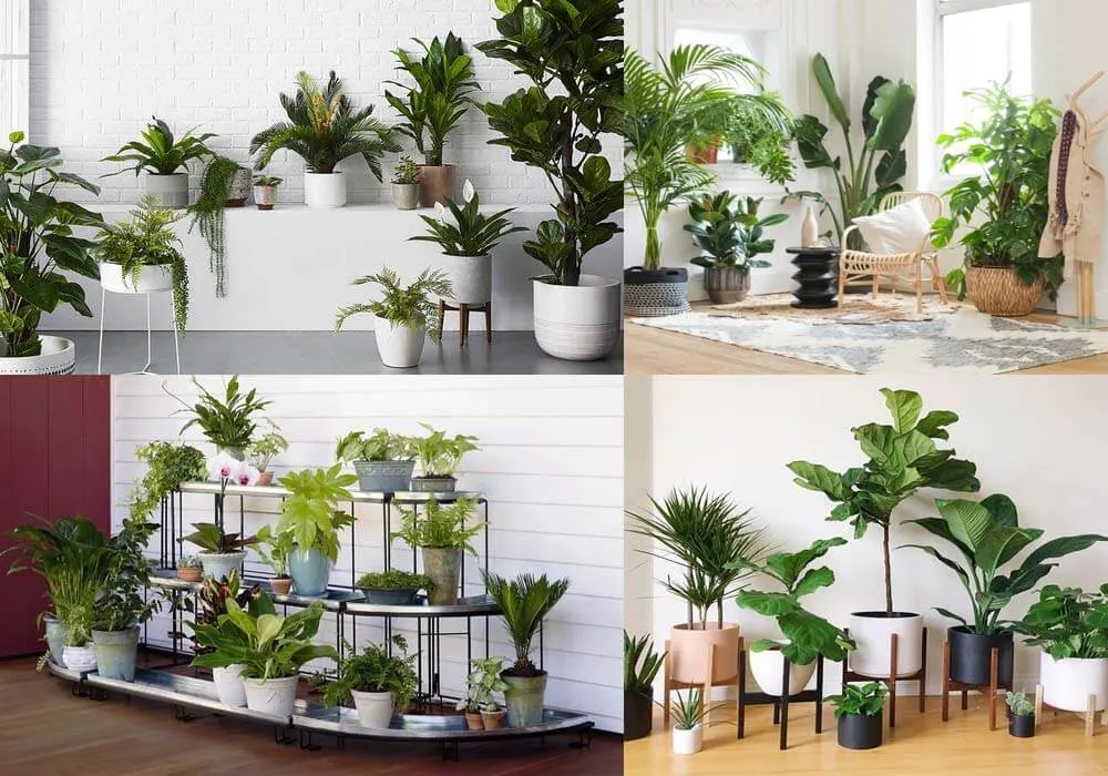 Cây Kim Ngân được uốn nắn thành hình bonsai, biểu tượng của tiền vàng, mang lại thịnh vượng cho gia chủ khi về nhà mới nên trồng cây gì