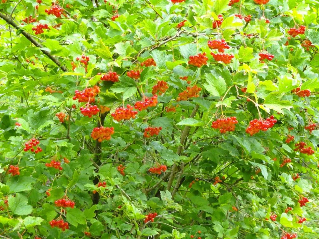 Cây kim ngân hoa dại nở tốt và kết trái trong điều kiện bóng râm một phần, nhưng các giống vườn cần nắng