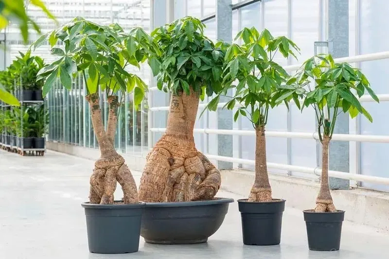 Cây Kim Ngân là biểu tượng phong thủy của sự giàu có và tài lộc